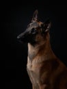 dog on a black background. Malinois in the studio. Belgian Shepherd