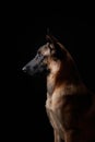 dog on a black background. Malinois in the studio. Belgian Shepherd