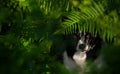 Dog beneath the Ferns