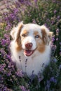 Portrait of a dog in blossoming lavender