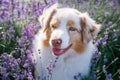 Portrait of a dog in blossoming lavender