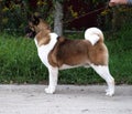 Dog breed Akita stands in the summer against the trees