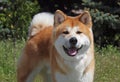Portrait of dog of breed of Akita-inu