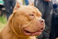 Portrait of a dog breed american bully Royalty Free Stock Photo