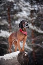 Portrait of a dog breed Bavarian hound