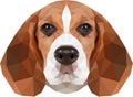 Beagle face illustration