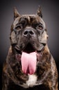 Portrait of a dog breed Cane Corso