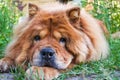 Portrait of a dog breed chow-chow