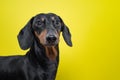 Portrait of a dog breed of dachshund, black and tan, on a yellow background. Background for your text and design. concept of cani