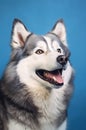 Portrait of dog breed husky on blue background