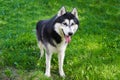 Portrait of a dog of breed Husky in the park on the grass. Close-up. Royalty Free Stock Photo