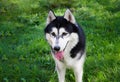 Portrait of a dog of breed Husky in the park on the grass. Close-up. Royalty Free Stock Photo