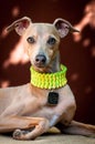 The portrait of a dog of breed the Italian Greyhound of brown co Royalty Free Stock Photo