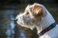 Portrait of dog breed Jack Russell Terrier Beautiful blur yellow autumn background Royalty Free Stock Photo