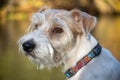 Portrait of dog breed Jack Russell Terrier Beautiful blur yellow autumn background Royalty Free Stock Photo