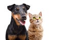 Portrait of a dog of breed Jagdterrier and cat Scottish Straight