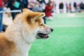 Portrait of a dog breed Japanese Akita before going into the ring at an exhibition of dogs