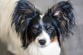 Portrait of a dog breed Papillon Royalty Free Stock Photo