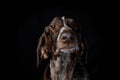 Portrait of a dog breed pointers .Portrait of a dog breed pointers on a black background