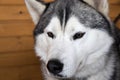 Portrait of The Dog breed Siberian Hasky close-up, sled dog of the Far East