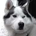 Portrait of a dog of breed a siberian husky