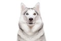 Portrait of a dog breed Siberian Husky with different color eyes Royalty Free Stock Photo