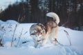 Portrait of Dog breed siberian husky is digging the snow in the field Royalty Free Stock Photo