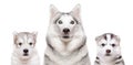 Portrait of a dog breed Siberian Husky with puppies