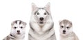 Portrait of a dog breed Siberian Husky with puppies Royalty Free Stock Photo