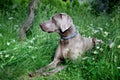 The portrait dog breed Weimaraner