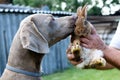 The portrait dog breed Weimaraner with rabbit