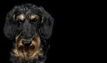 Portrait of a dog breed Wirehaired Dachshund on a black background, looking at the camera