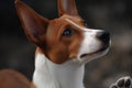 Portrait of a dog breeds Basenji close-up. Ai generated Royalty Free Stock Photo