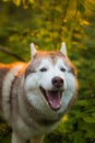 Portrait of dog with brown eyes standing in in the forest at sunset Royalty Free Stock Photo