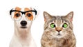 Portrait of dog and cat with eye diseases