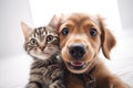 Portrait of a dog and a cat looking at the camera in front of a white background Royalty Free Stock Photo