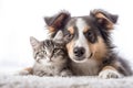 Portrait of a dog and a cat looking at the camera in front of a white background Royalty Free Stock Photo