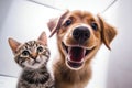 Portrait of a dog and a cat looking at the camera in front of a white background Royalty Free Stock Photo