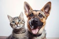 Portrait of a dog and a cat looking at the camera in front of a white background Royalty Free Stock Photo