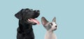 Portrait dog and cat looking side. Isolated on blue pastel background