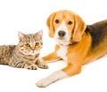 Portrait of a dog and a cat Royalty Free Stock Photo