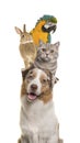 Portrait of a dog, cat, rabbit and a parrot stacked vertically isolated on a white background Royalty Free Stock Photo