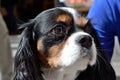 Dog Portrait - Cavalier King Charles