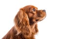 Portrait Of Dog Cavalier King Charles Spaniel In Profile On White Background. Generative AI Royalty Free Stock Photo