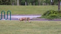 Portrait of a dog chasing a ball in a park, Hillsboro, Oregon Royalty Free Stock Photo