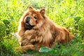 Portrait of dog chow-chow