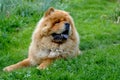 Portrait of dog chow-chow