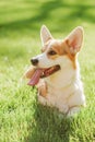 Portrait of a dog corgi breed on a background of green grass on a sunny day in summer Royalty Free Stock Photo