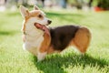 Portrait of a dog corgi breed on a background of green grass on a sunny day in summer Royalty Free Stock Photo