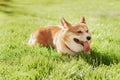 Portrait of a dog corgi breed on a background of green grass on a sunny day in summer Royalty Free Stock Photo